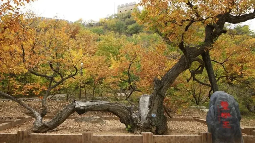 Simatai Great Wall path and autumn trees near Gubei Water Town