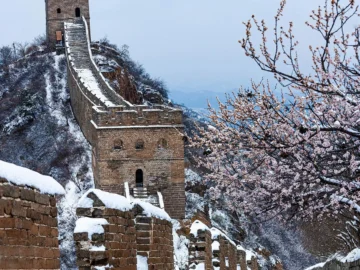 Great Wall watchtower with snow and winter branches