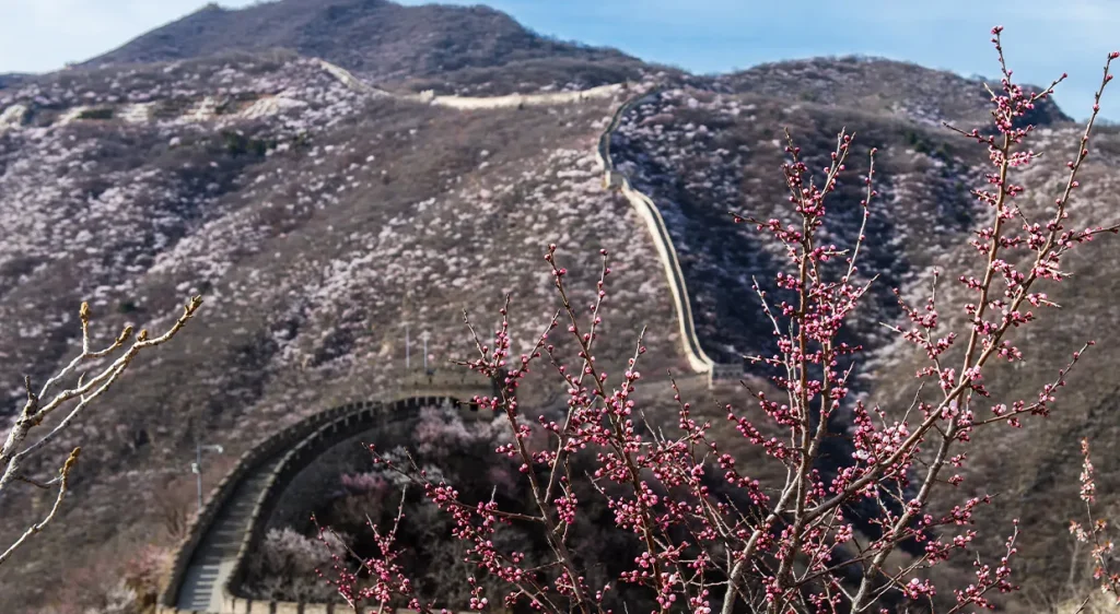 Early spring Mutianyu Great Wall ridge with blossoms before full summer greenery