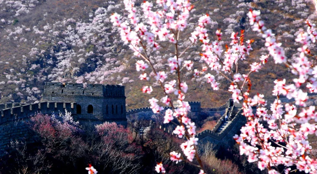 Spring flowering trees framing a Mutianyu Great Wall watchtower in April