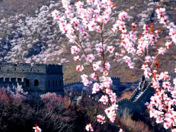 Spring flowering trees framing a Mutianyu Great Wall watchtower in April
