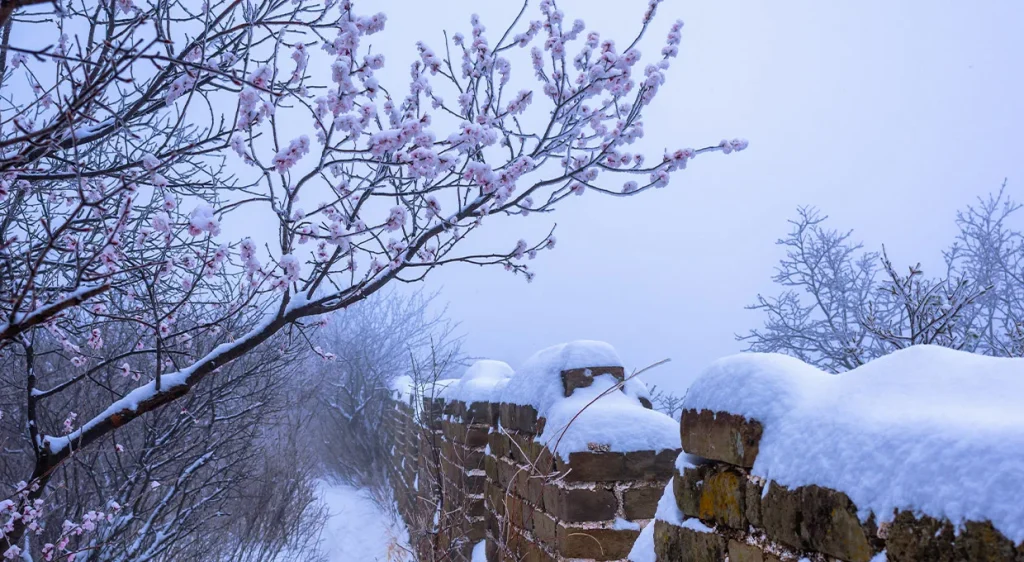 Cool early spring blossoms near Mutianyu Great Wall before full greenery