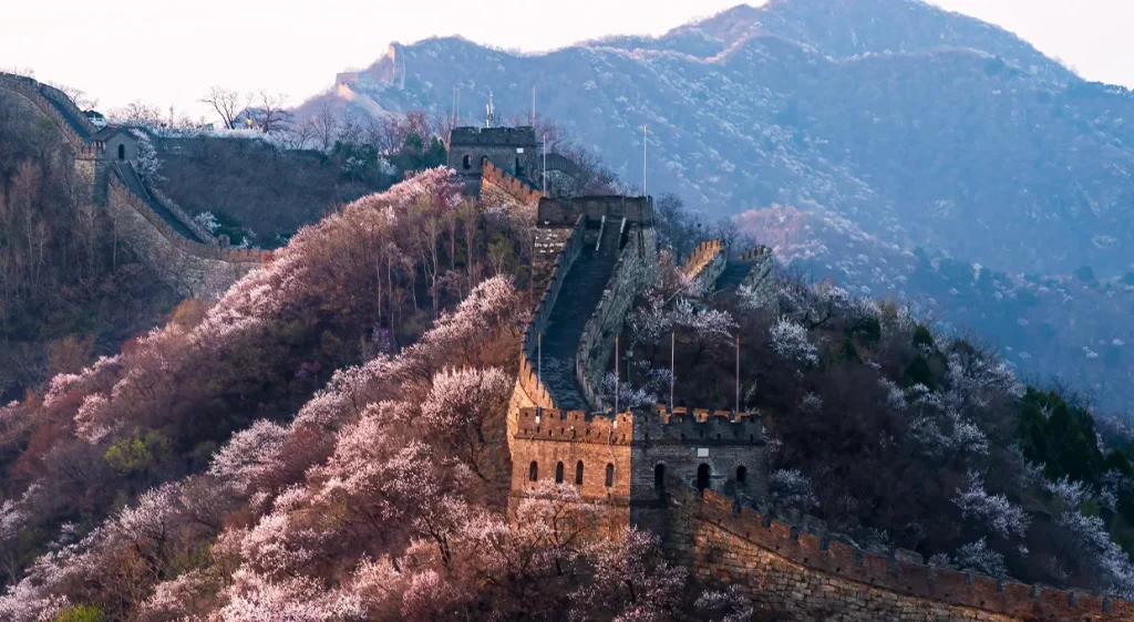 Mutianyu Great Wall with early spring blossoms in March