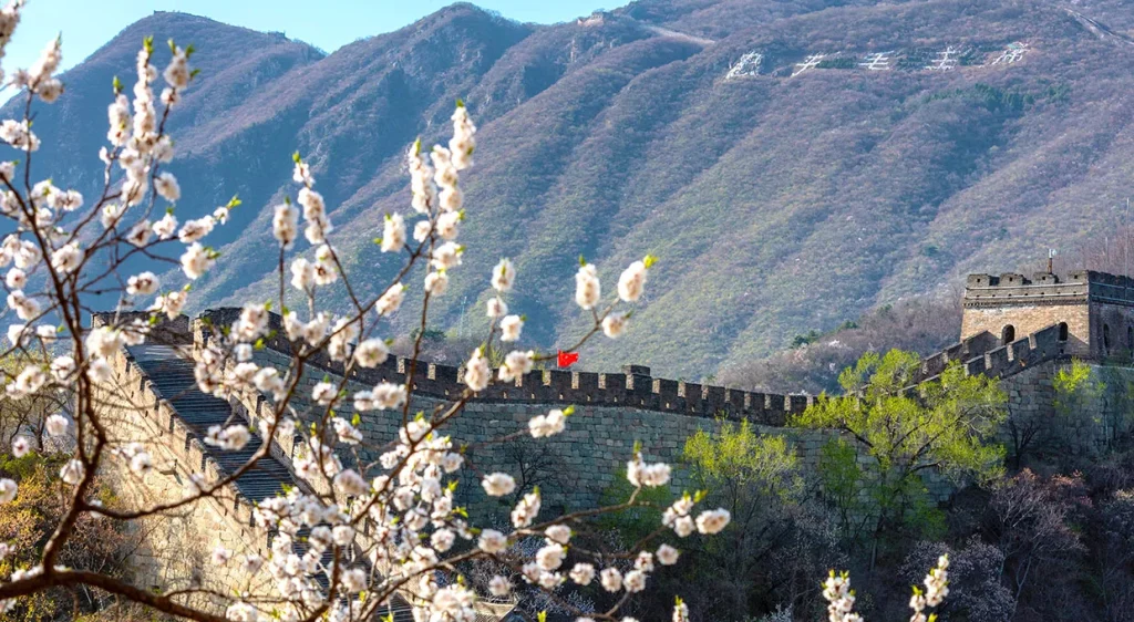 White blossoms near Mutianyu Great Wall in March spring transition