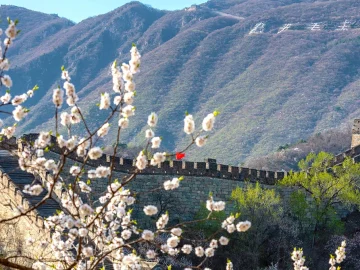 White blossoms near Mutianyu Great Wall in March spring transition