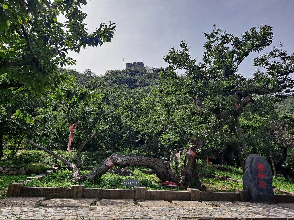 Old chestnut tree and stone marker at Huanghuacheng Lakeside Great Wall